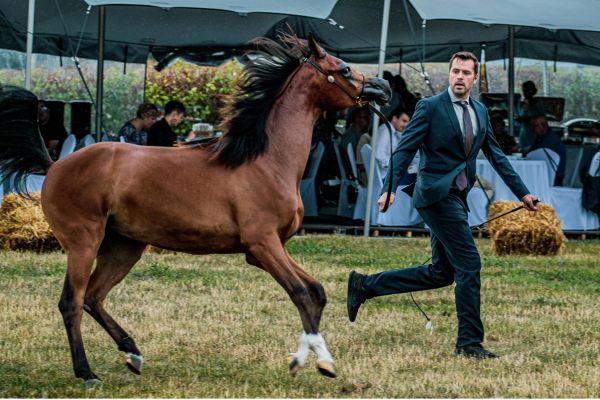 Recap of the Annual Horse Show